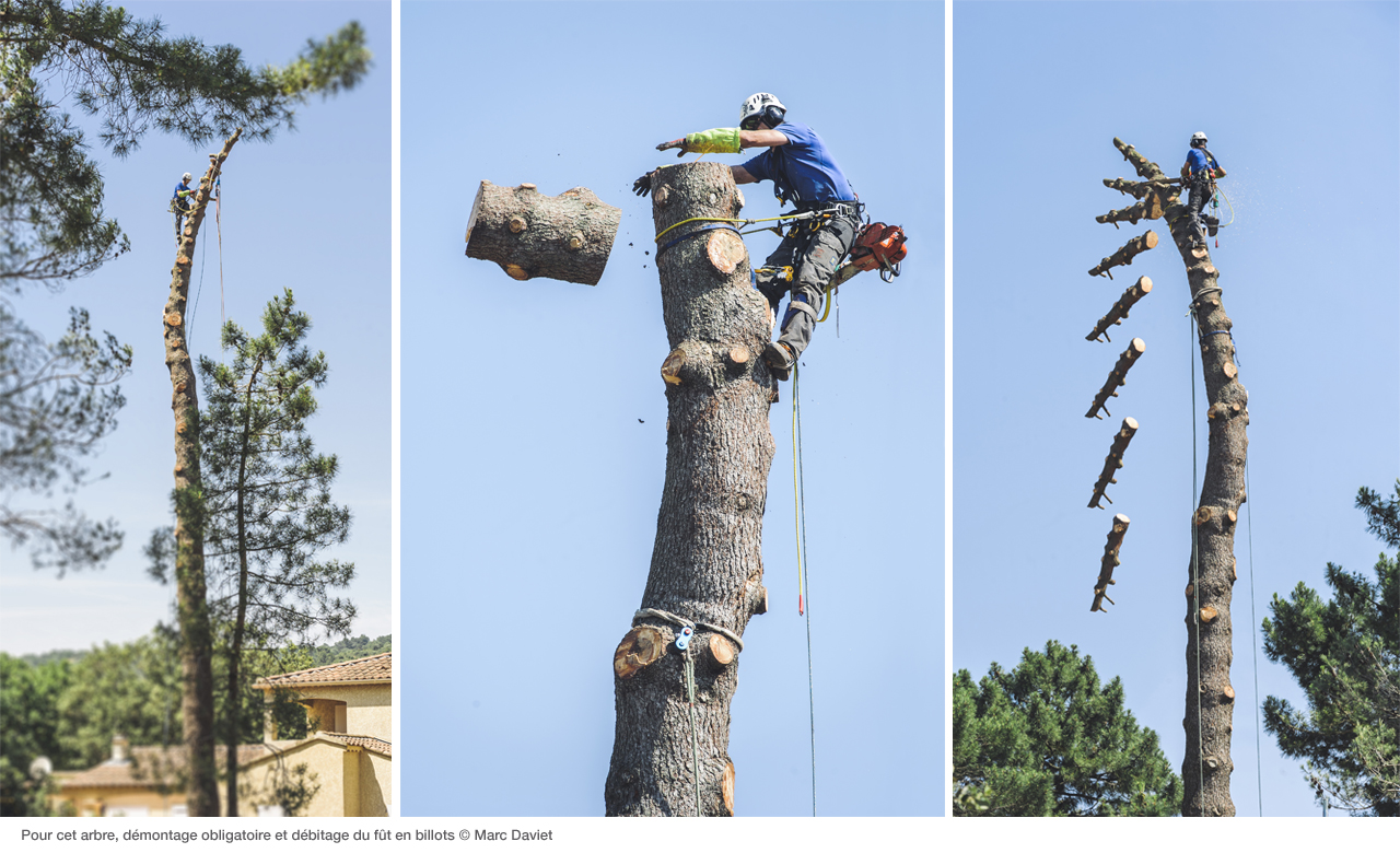 News - Petzl Tree removal: how to dismantle a tree - Petzl USA