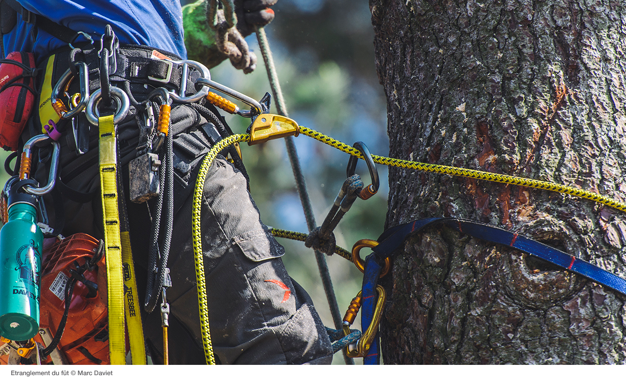 News - Petzl Tree removal: how to dismantle a tree - Petzl Finland