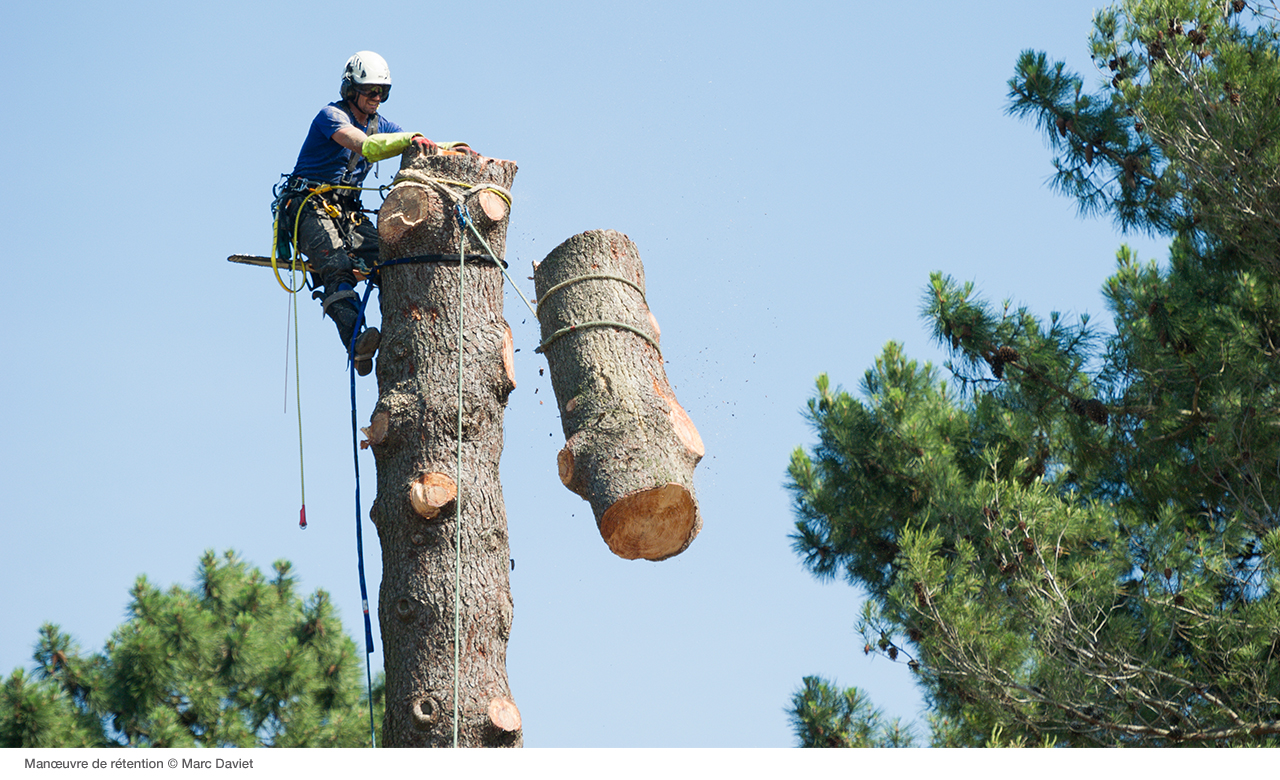 News - Petzl Tree removal: how to dismantle a tree - Petzl USA