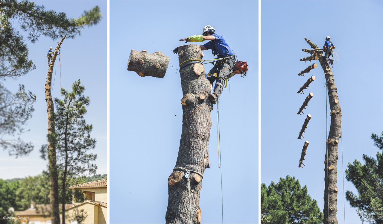 News - Petzl Poda: ¿cómo desmontar un árbol? - Petzl España