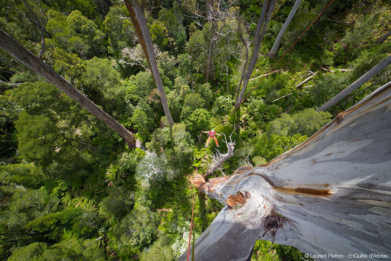 News - Petzl Measuring the world's tallest trees - Petzl Other