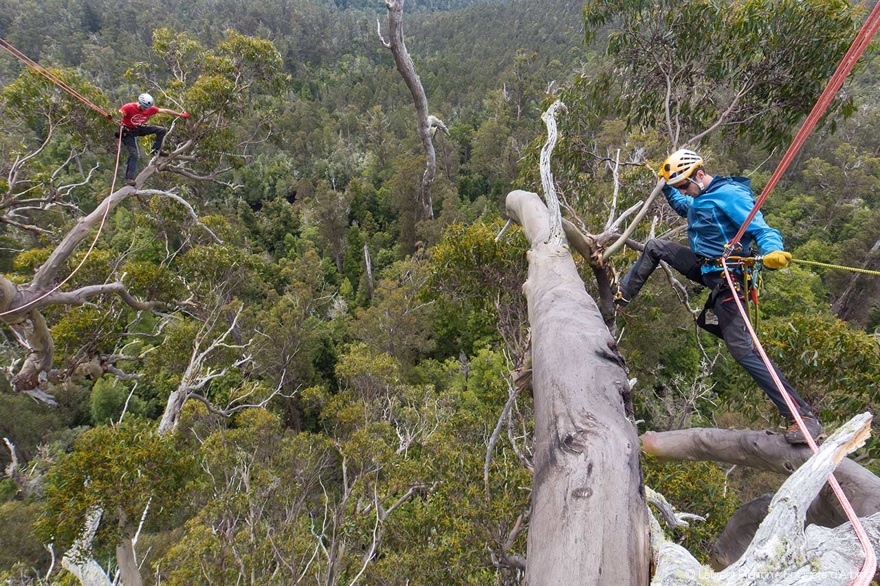 Rope Runner Tale of Caution - Tree Climbers International Forum